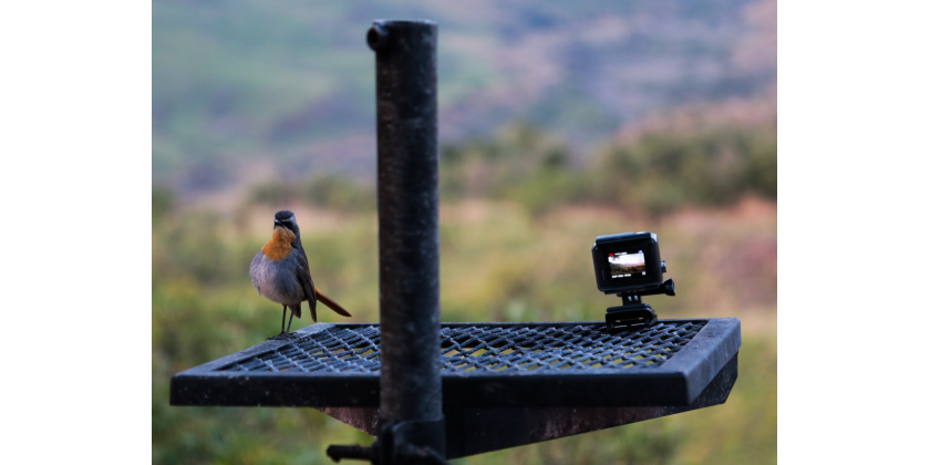 Kamera do obserwacji zwierząt